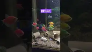 IKAN GLOFISH