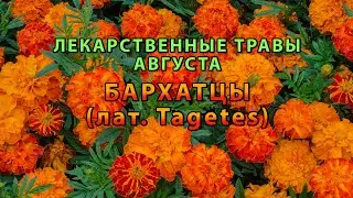 Лекарственные растения августа "Бархатцы"