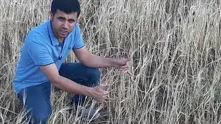 Türkiye`deki Tarım Ürünleri Part 3