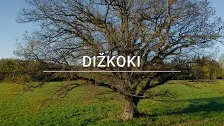 Dižkoki - dzīvības centrs
