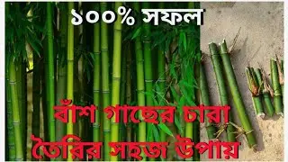 কীভাবে খুব সহজেই বাঁশ গাছের চারা তৈরি করবেন?bamboo cultivate,bamboo chas.