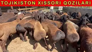 TOJIKISTON REGARDAN XISSORI 10-oylik QOZILAR 😱  97-370-27-27   88-130-97-97