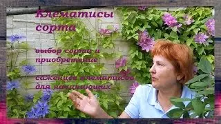 КЛЕМАТИСЫ СОРТА - сорта клематисов для начинающих Советы от Клематис TV
