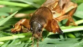 Gaang Orong 