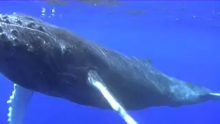 Baby Humpback Whale Swims Under Kayak!!  (HD)