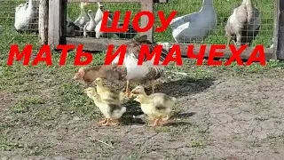 ЖИЗНЬ В ДЕРЕВНЕ//Всё как у людей//