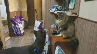 У нас появился молодой доберман. Прошел месяц.