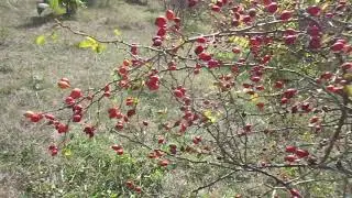 Когда НАДО собирать шиповник