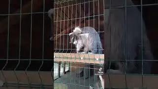 Забавные еноты.