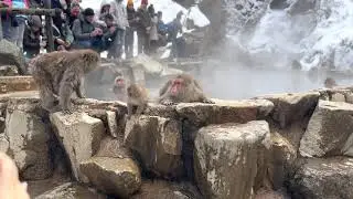 This is Why Snow Monkeys in Japan Are Different