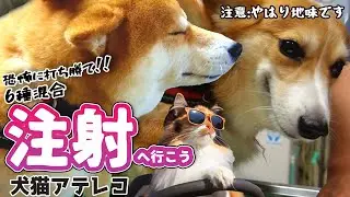 【犬猫アテレコ】おとなしい犬の6種混合ワクチン接種【フォークリフトの歌】