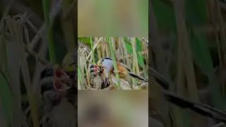 The bird is feeding its eager chicks