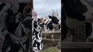 Что происходит за кадром во время съемки коров. Хлеб вкуснее бананов