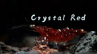 Crystal Red - Caridina marlenae -红水晶
