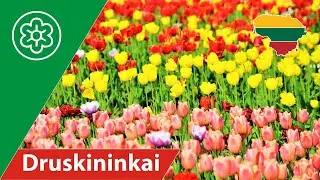 Druskininkai Tulip Festival