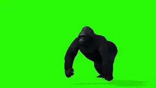 Green Screen kong king kong free stock video no copyright green screen Gorilla 