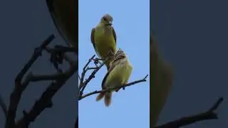 suiriri e o filhote