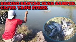 Strek bertubi-tubi #sarangikannila