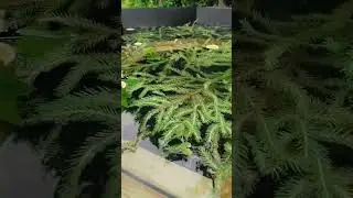 банный чан на дровах за 10млн. плюс 2 дома в подарок❤️‍🔥🌿 #лайк #live #баня #банныйчан #дом