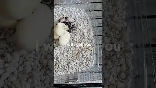 Final update, All eggs Hatched from this clutch.  3 Leucistic in total!!!