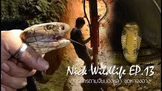 Nick wildlife Ep.13 ยุทธการตามจับบองหลา จงอางแห่งนคร