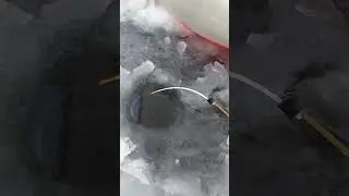 Поклёвка леща🎣🎣🎣