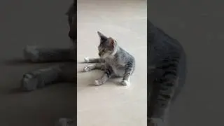 #thecutestkittensyouhaveeverseen #funnycats #kitten #cute
