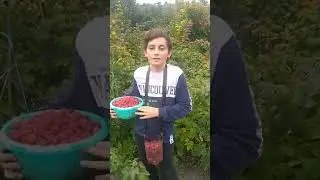МАЛИНА