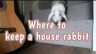 Where to keep a House Rabbit | indoor rabbit set up ideas & inspo