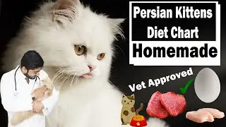 Kittens Diet Plan | Birth to 9 Months | In Urdu | Persian | Best Food | Vet Approved | Vet Furqan