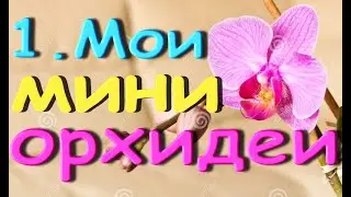 1.Мои ОРХИДЕИ МИНИ + фото цветения.