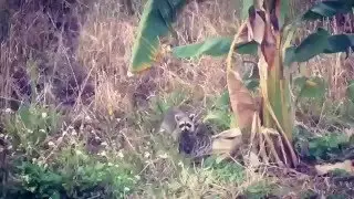 Енот пришел на завтрак