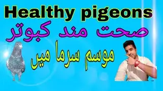 how to look afterpigeon in - temperatures #rozersandhu #patiwaly #Boostx5 #idealpills #centurmsilver