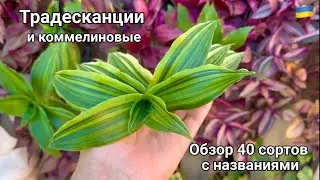 The secret to growing beautiful Tradescantia. A review of varieties.