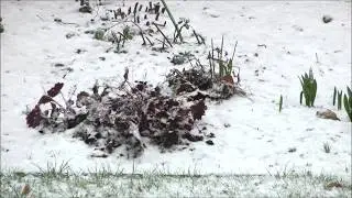 Leise rieselt der Schnee!