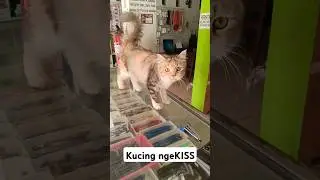 diciuuuumm kucing😺