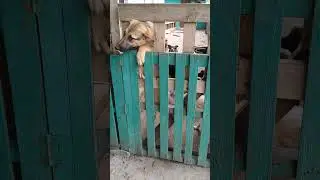 Приют Ковчег Калининград