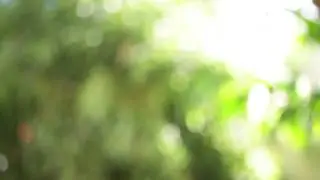 STOCK: Bokeh Tree Sunlight