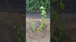 Planting a vegetative grape seedling in autumn.