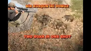 Two Boars In One Shot / Tek Atışta İki Yaban Domuzu Vuruluyor.