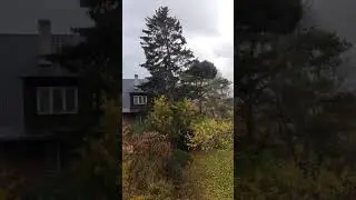 varsti see puu kukub ka