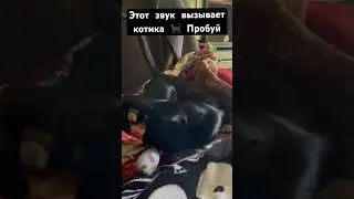 Вызвали…🙄🐈‍⬛ #cat #котики #юмор #мем #прикол #топ #коты #котик