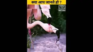 99% लोग नहीं जानते इस video का असली सच | #shorts #manishjodhpuri