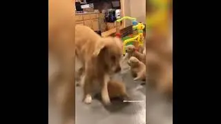 🐶 Anne köpeği çocukları trolledi  🌹