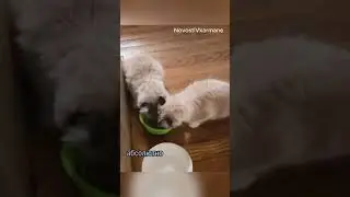 Клонировала своего кота  #новости #интересно #интересныефакты