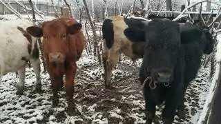 Как запустить корову Не в космос ,а в декрет  Петруха и первый снег