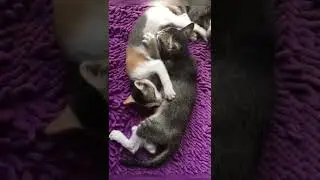 Food Cycle - Cat Feeding Cat Feeding Cat 😜#shorts