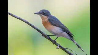 5 Ways to Step Up your Bird Photography game!