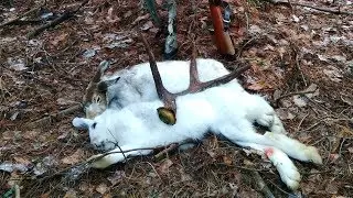 Охота на ЗАЙЦА! 