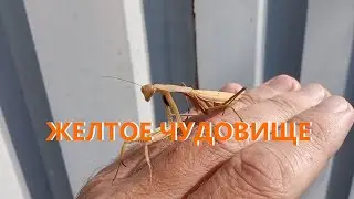 5 минут снимаю богомола. Инопланетянин